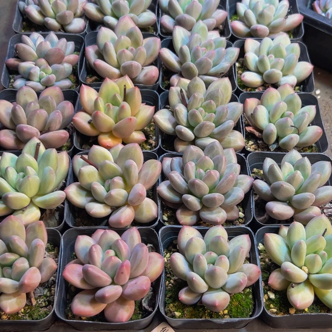用***冉150多肉植物和植物的生长