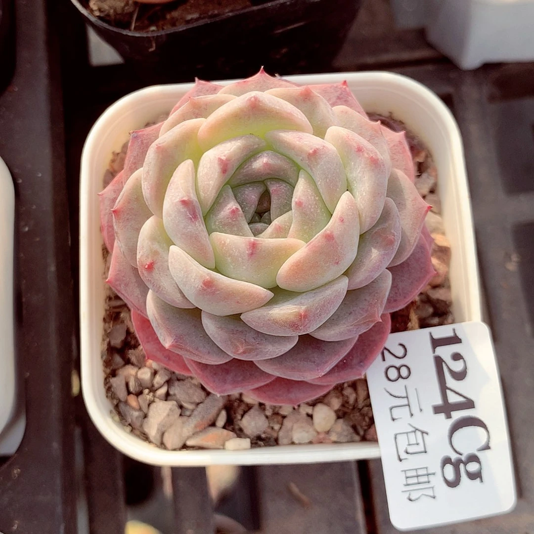 5厘米盆精控多肉124