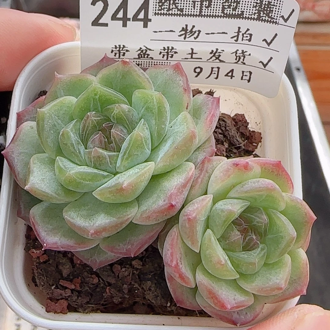 多肉0904-244无尽灯