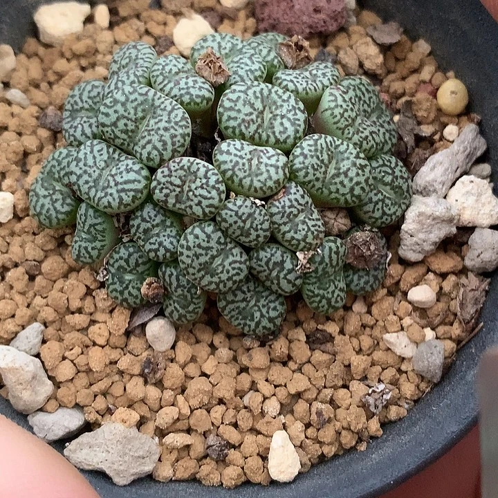 精品多肉植物精品多肉墨小锥