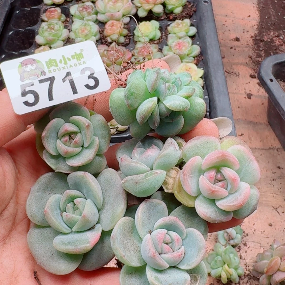 多肉植物多肉植物