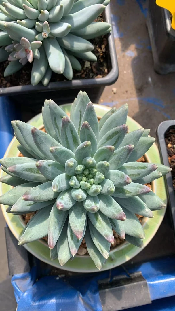 5飞莎园艺多肉链接