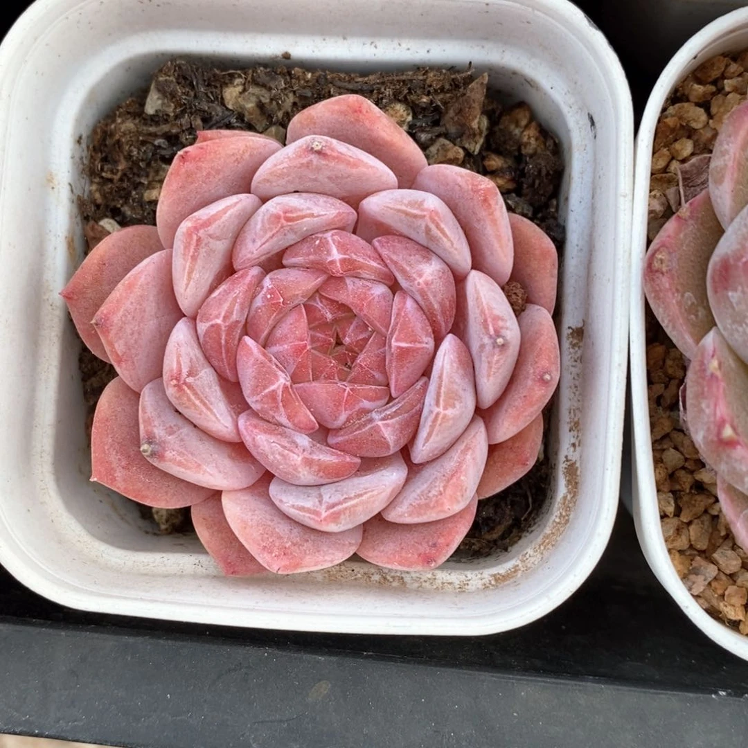 精品多肉一物一拍142