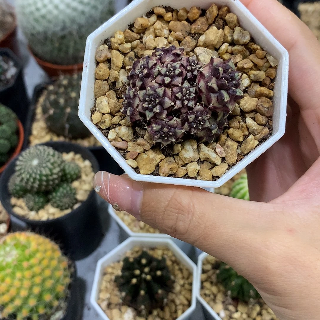 当前无花栽培后可以开花梦想群生