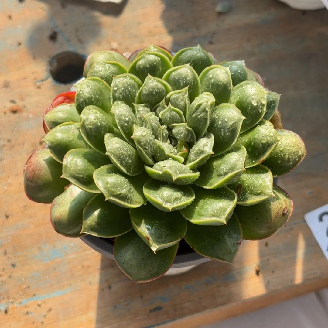 一物一拍：石瘤子.