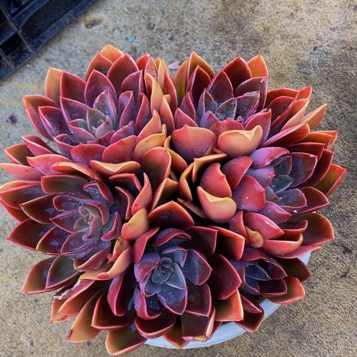 控养状态紫气东来群生