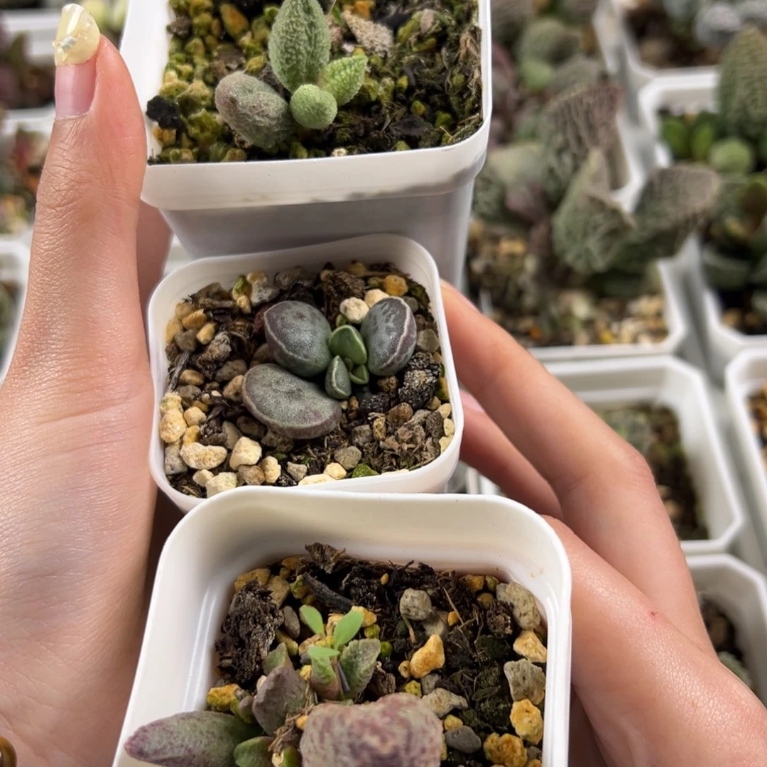 小***，16三颗一起多肉植物