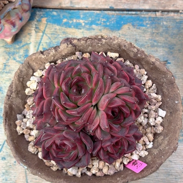 多肉植物 红糖摩卡-4