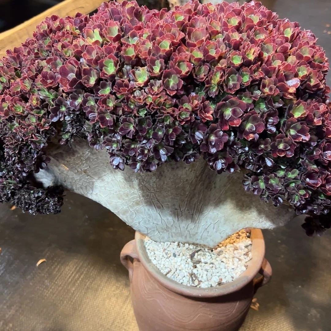 整版欧子全朵朵老桩厚板