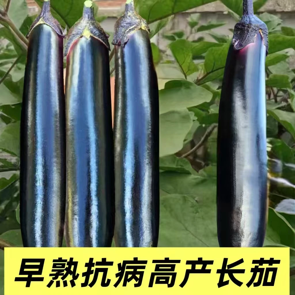 茄子种子黑又亮长茄黑色长大肉厚细腻春季蔬菜种孑田园菜籽种大全