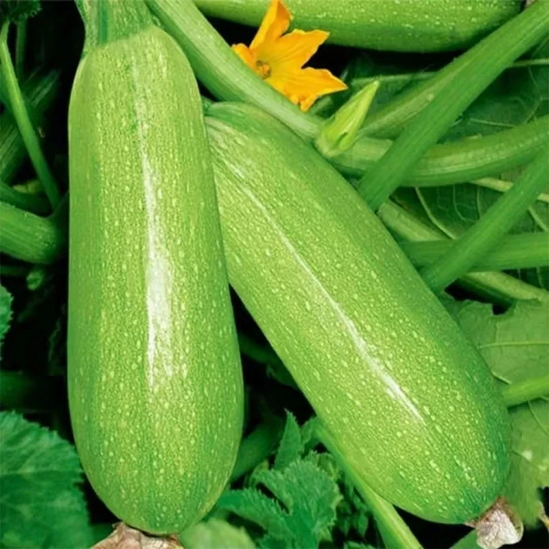 福建奶油黄瓜新鲜现摘清脆爽口水果西葫芦生吃即食