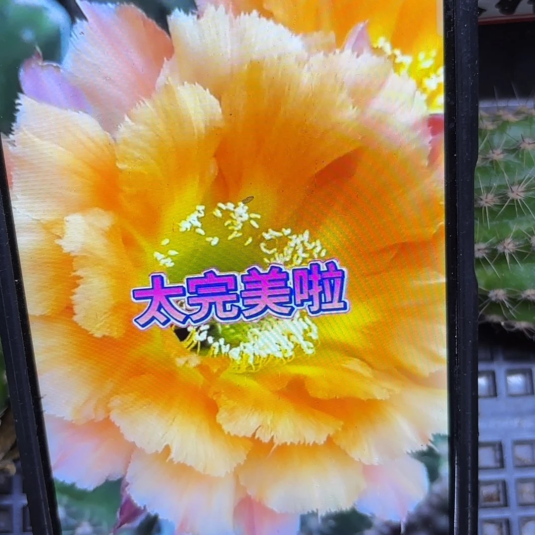 香槟彩左右20包邮侧牙15