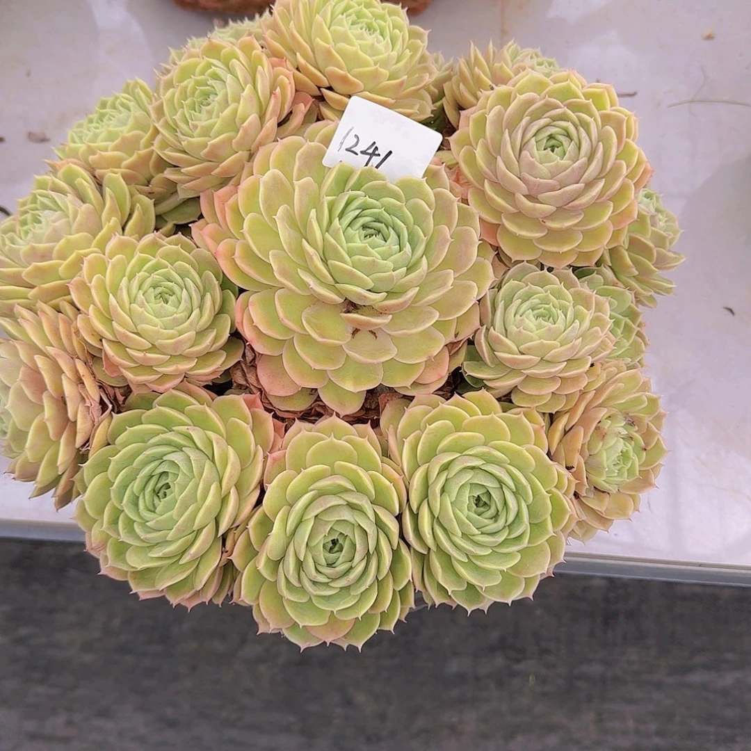 落***城1241昂斯诺多肉植物