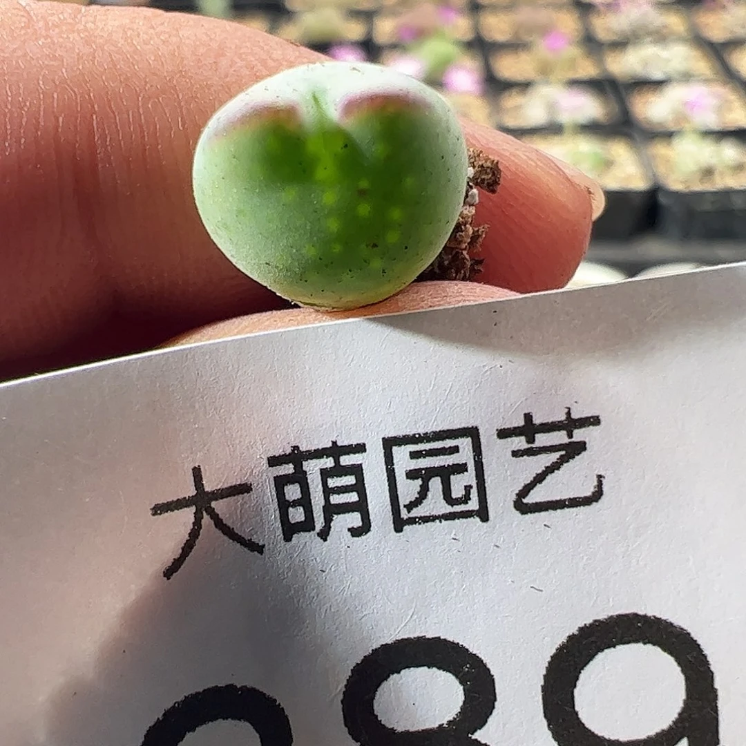 一物一拍正版白花大枪。   889