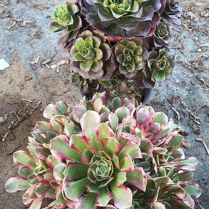 042 两颗法师多肉