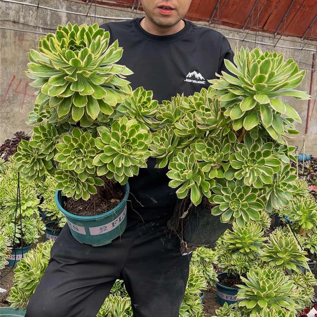 大叶绿玫瑰一颗13-13包邮