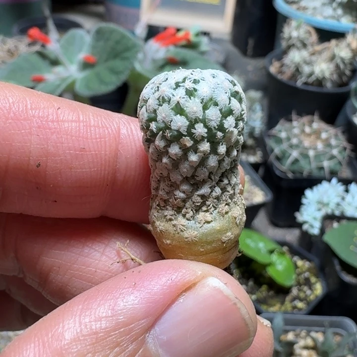 597蔷薇丸脱土发货