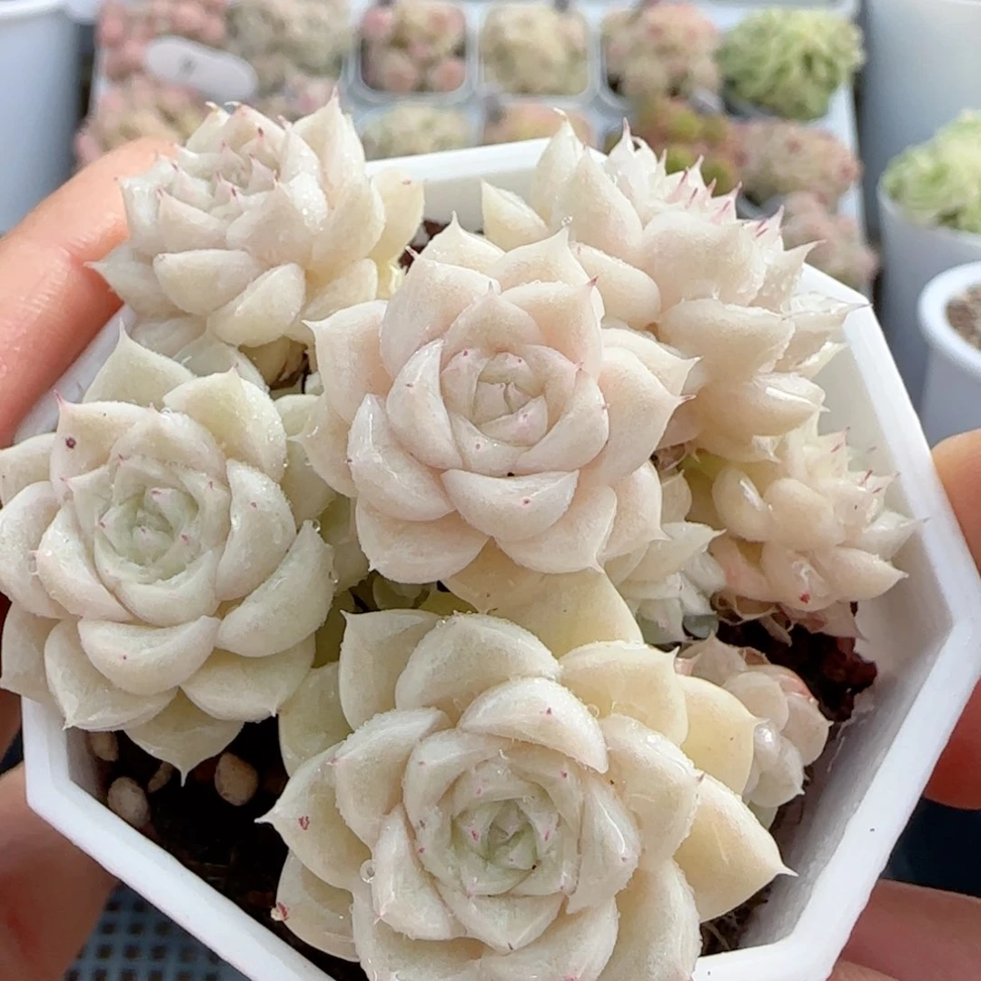 【闪购商品】0121-28（m1-414）