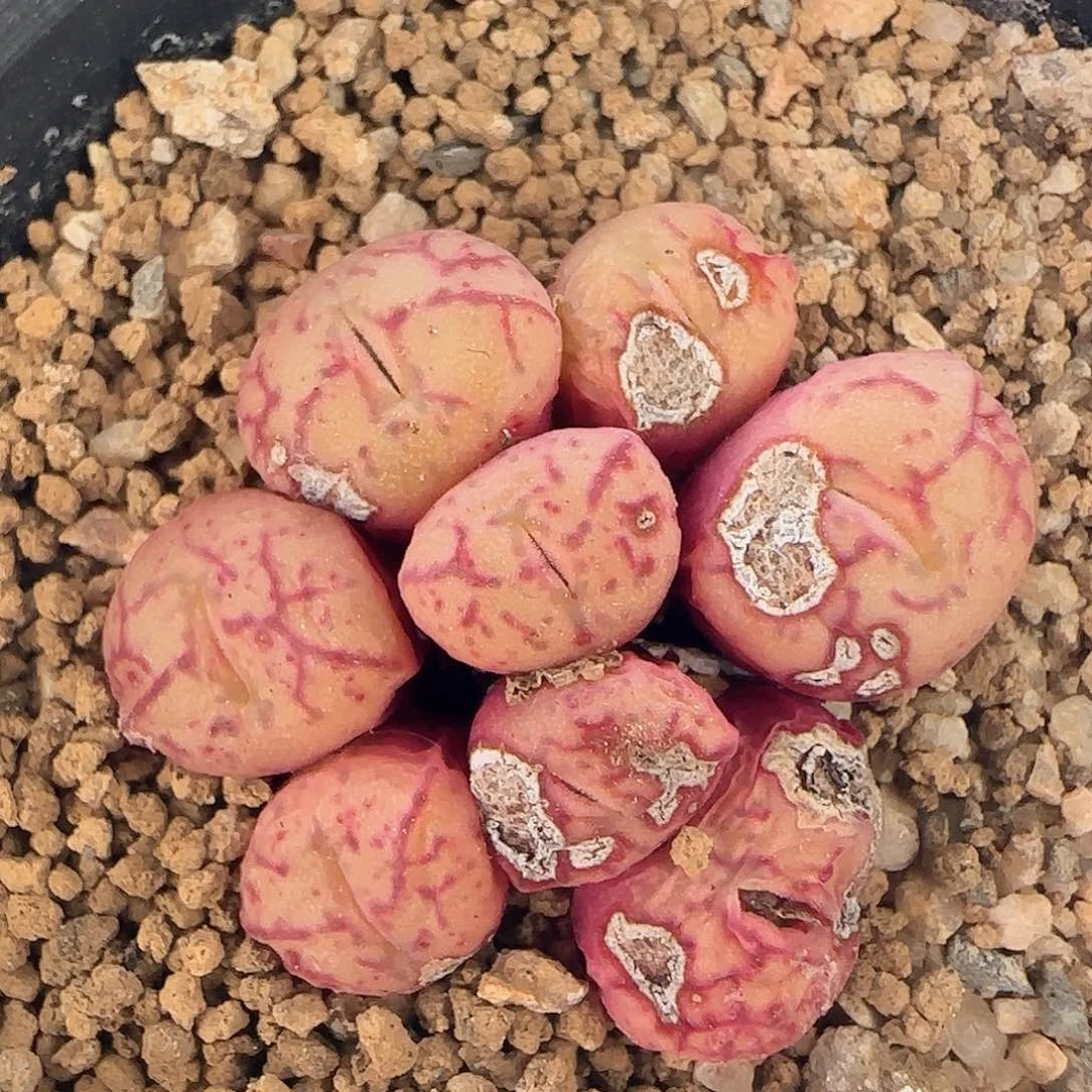 好看的植物30968