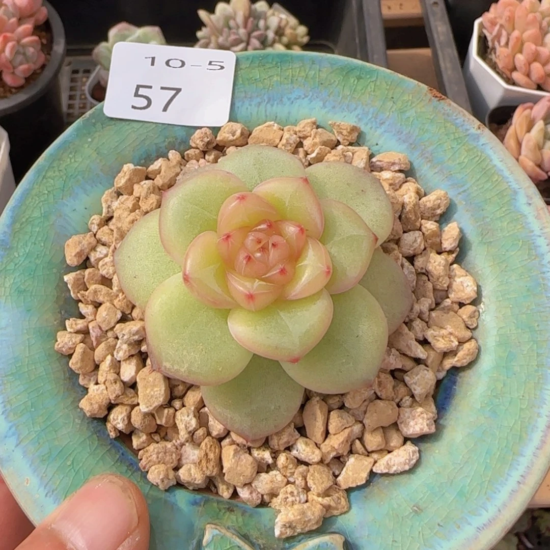 折磨单头一颗脱土