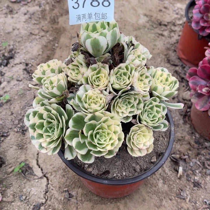 3788迈巴赫的人多肉的