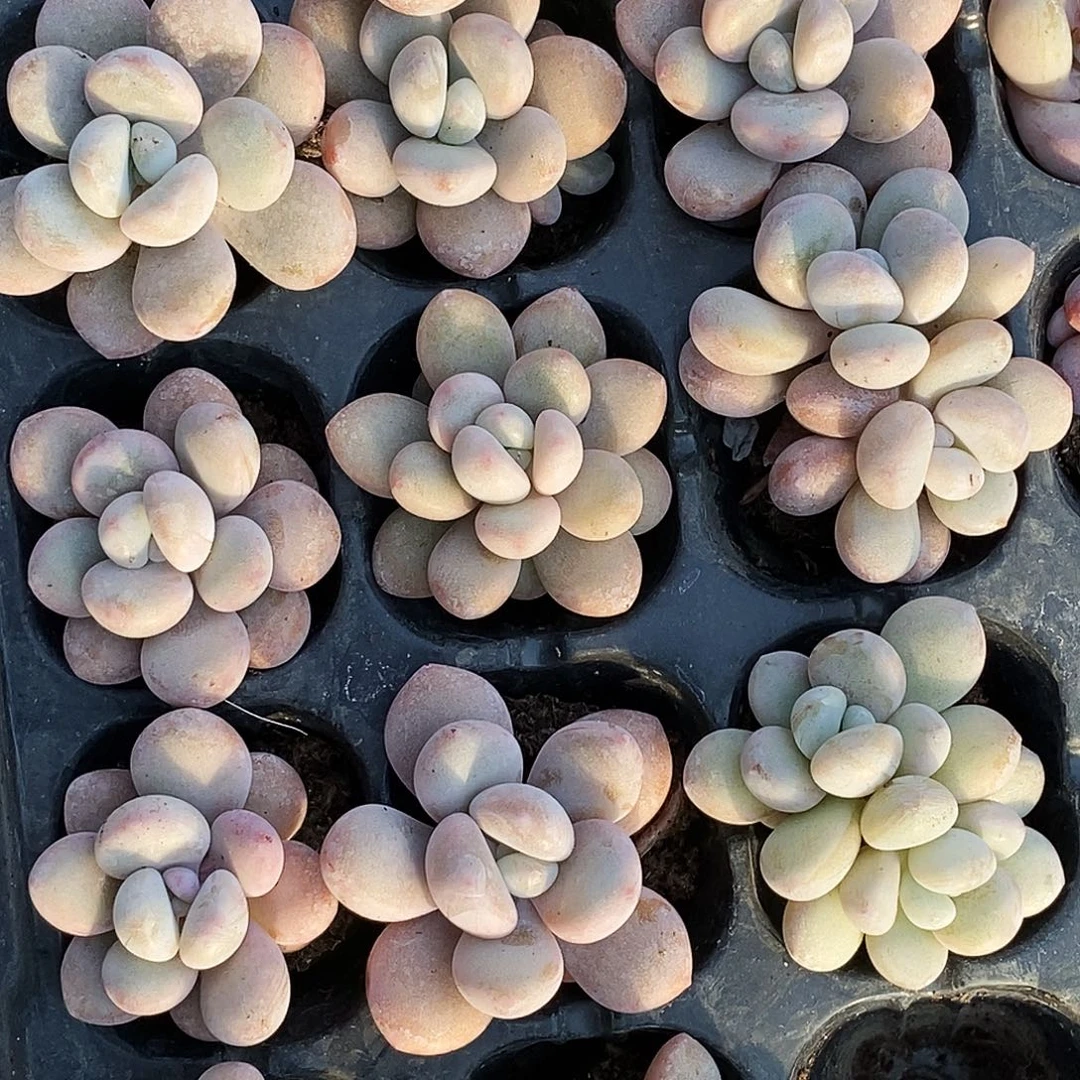 洛神10元包邮多肉3-4厘米发货