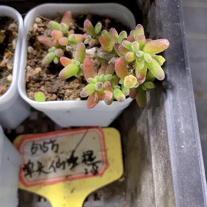 彩色糖球3.8带盆