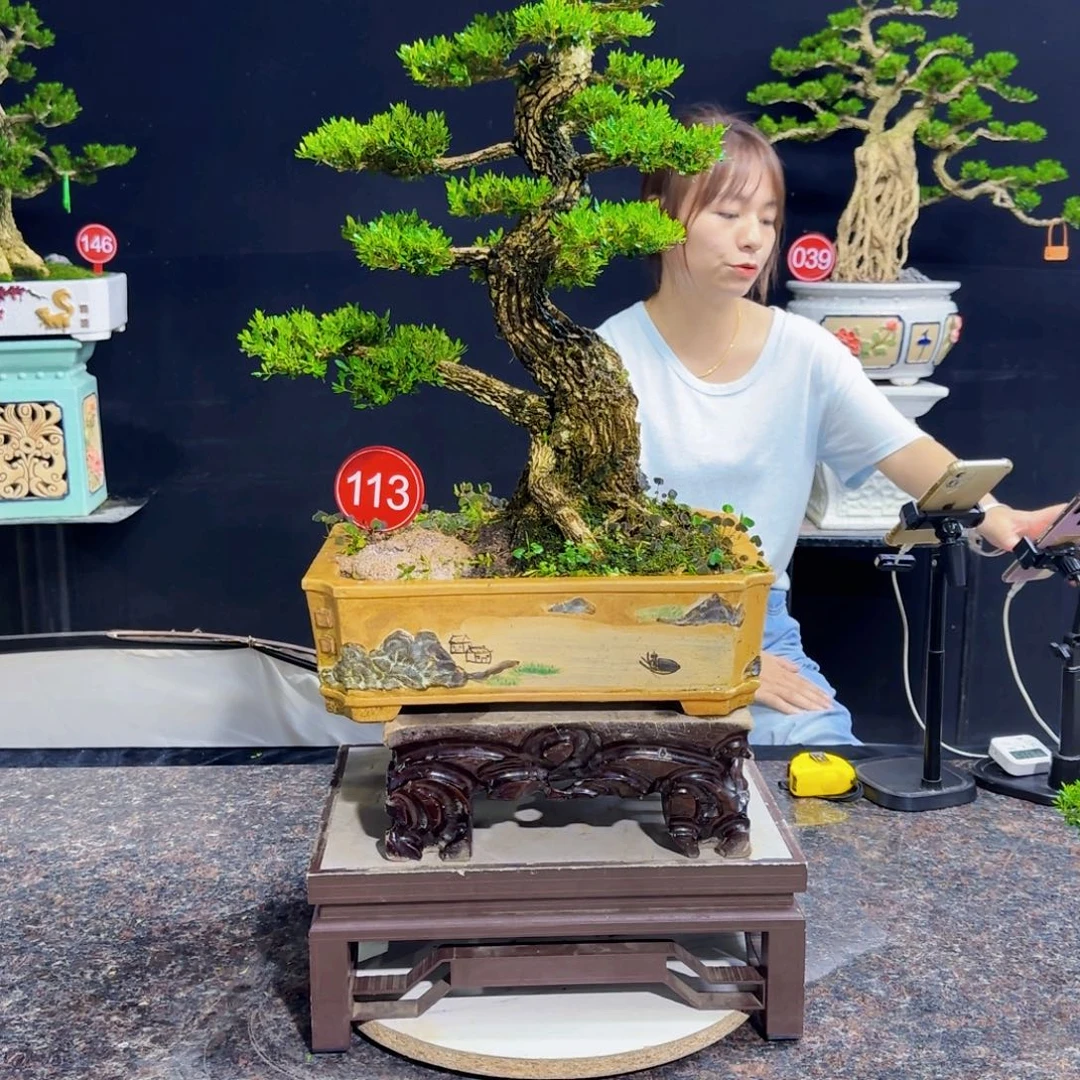 无花朵日****心高端黄杨盆景艺术