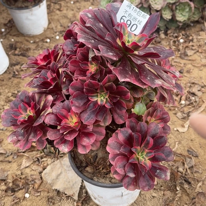 690美杜莎不圆1号棚