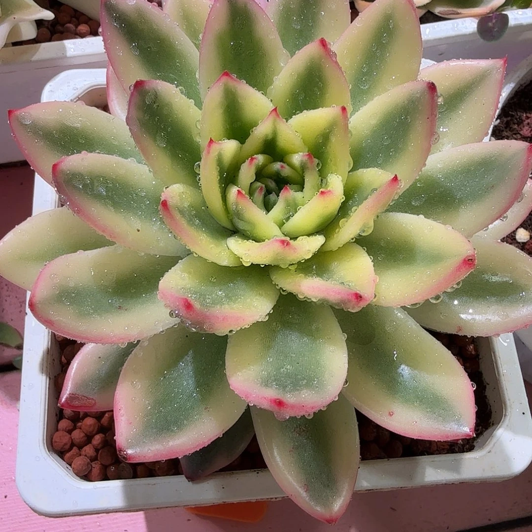 东云锦，多肉植物。