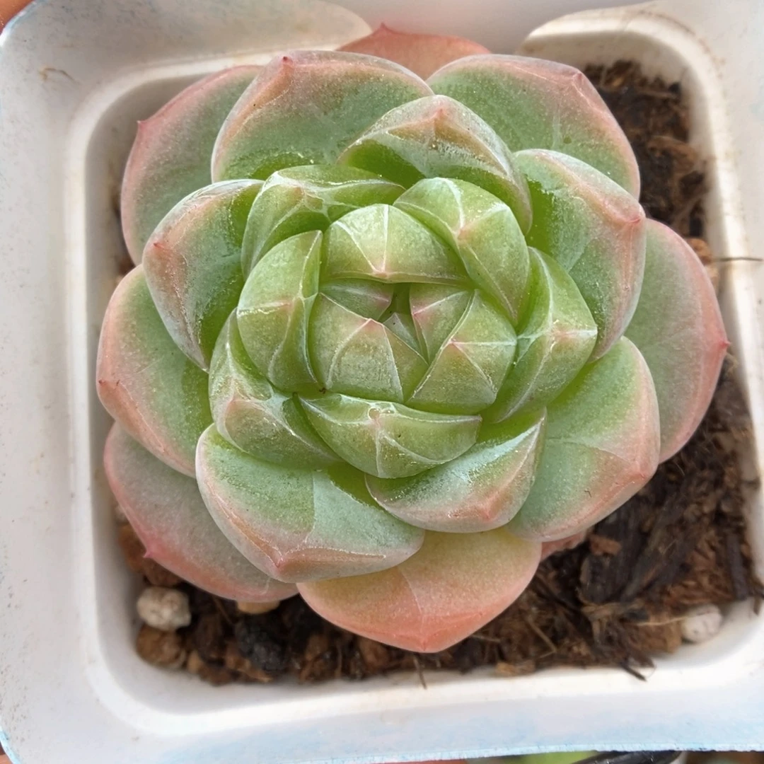 钻心珍妮397号。