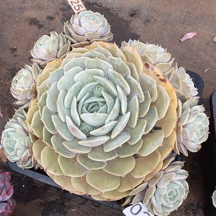 020劳拉一物一拍多肉