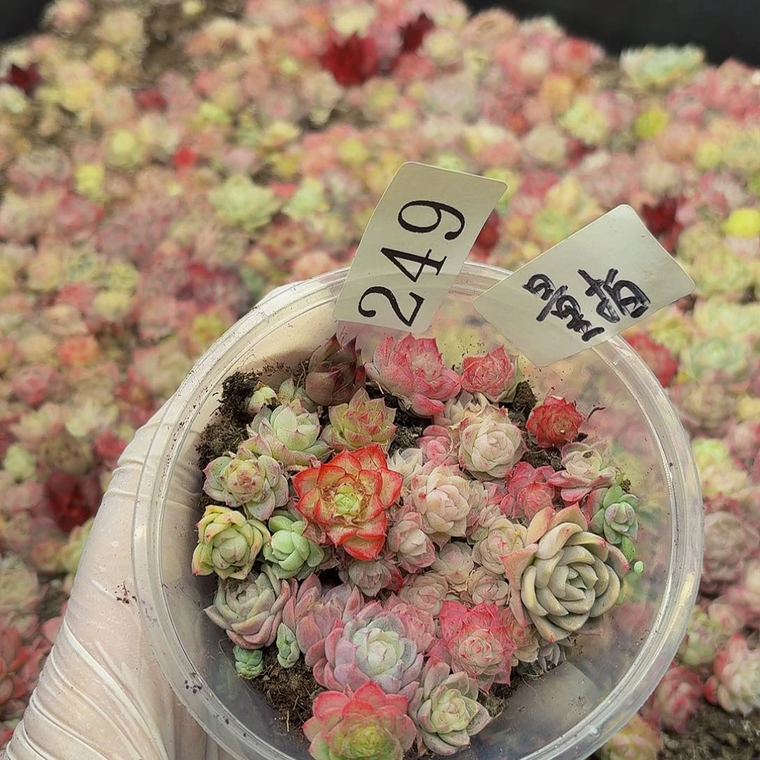 多肉植物多肉植物249量拍