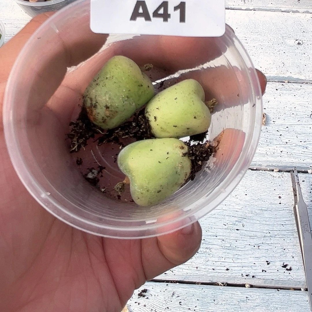 11–10番杏福利a41翠光玉