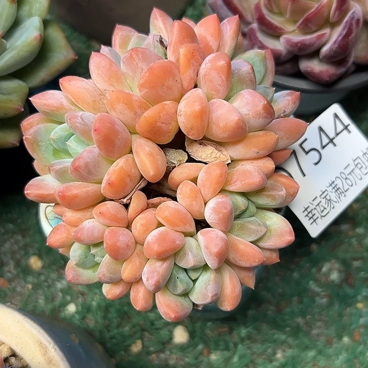 幸运的是我还没遇到过