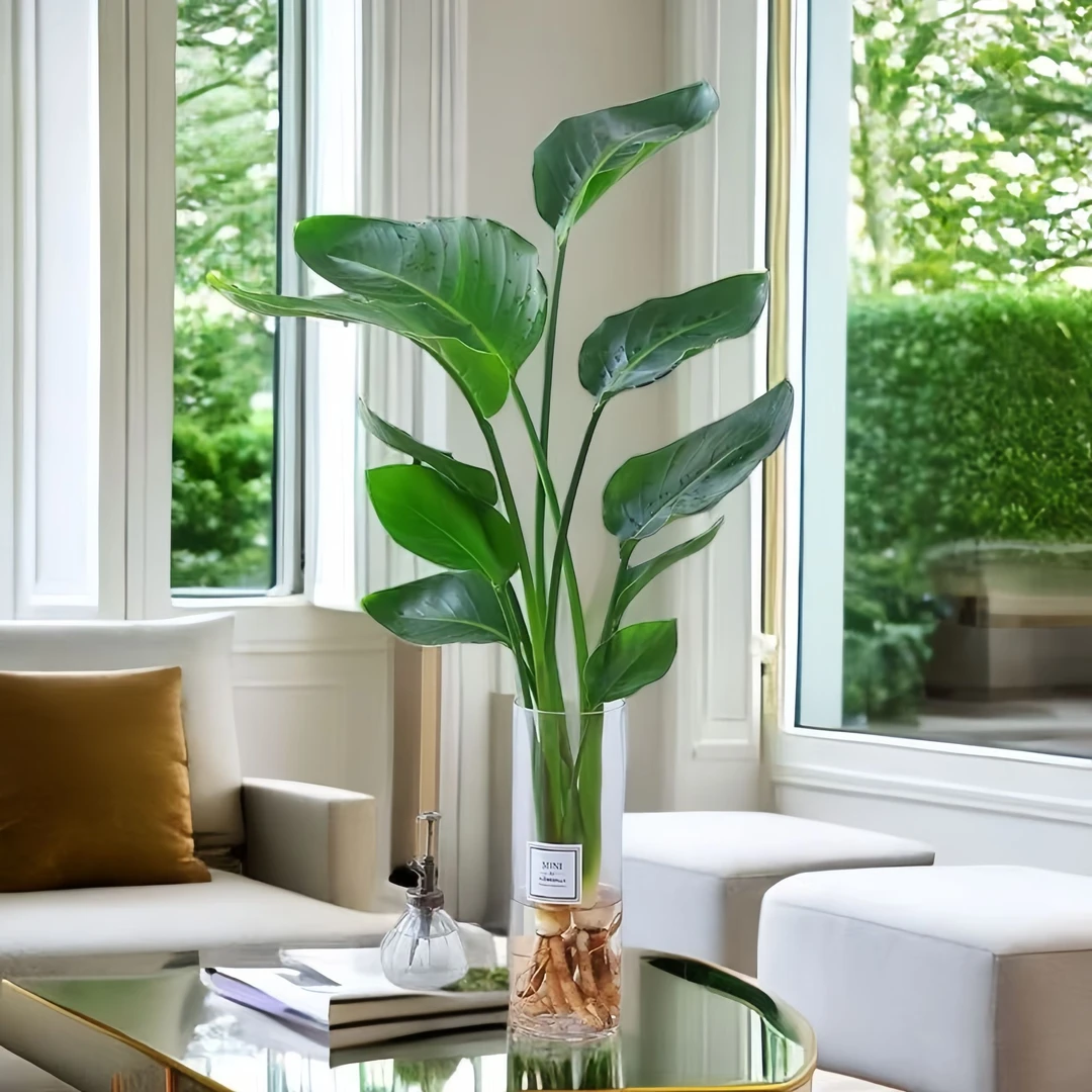 水培天堂鸟苗好养办公室内四季常青净化空气吸甲醛桌面绿植物盆栽