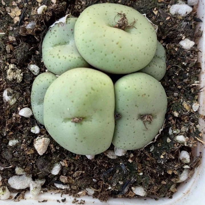 1776吕氏大饼一群