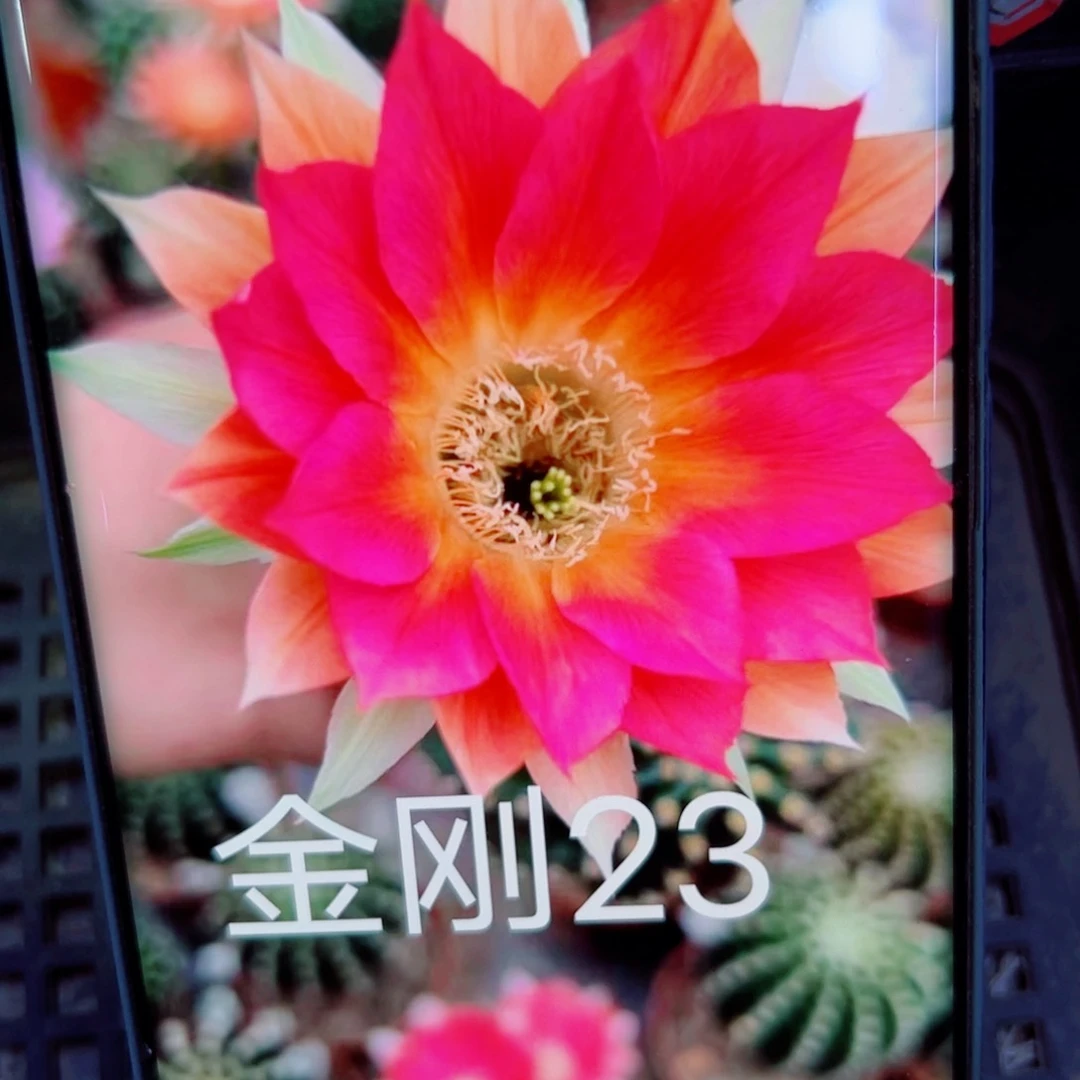 下22金刚23 歪无根侧芽4公分左右20包邮