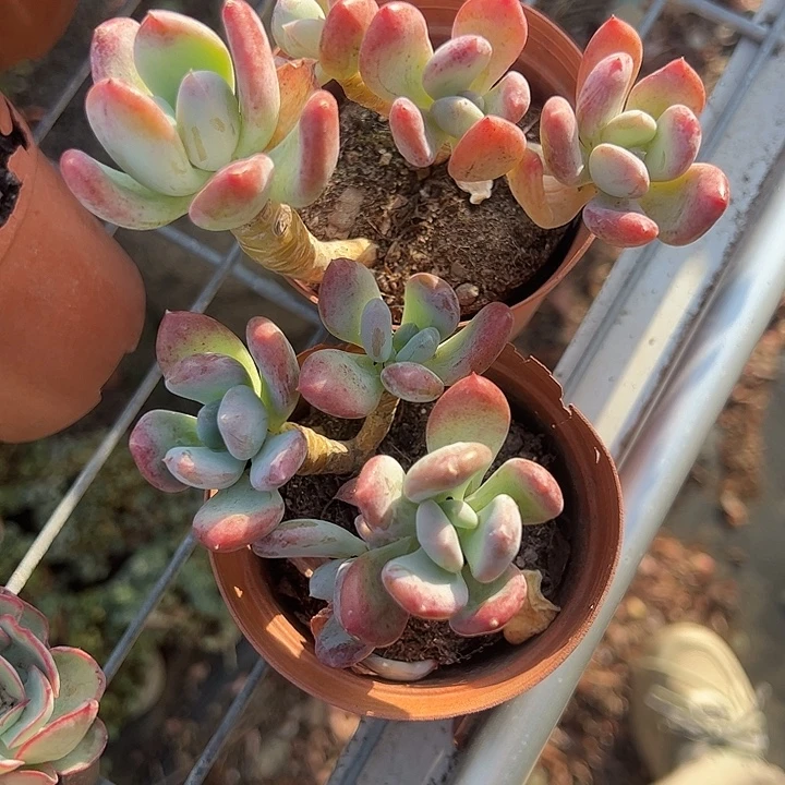 两颗灰姑娘多肉植物精品