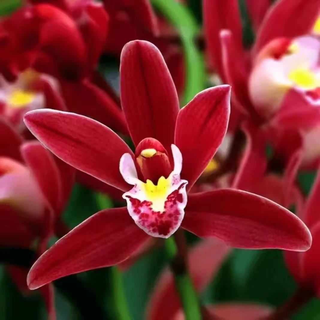 [带2-3花剑发货]蜜蜂兰红双喜发货名贵盆栽花卉绿植易养活室