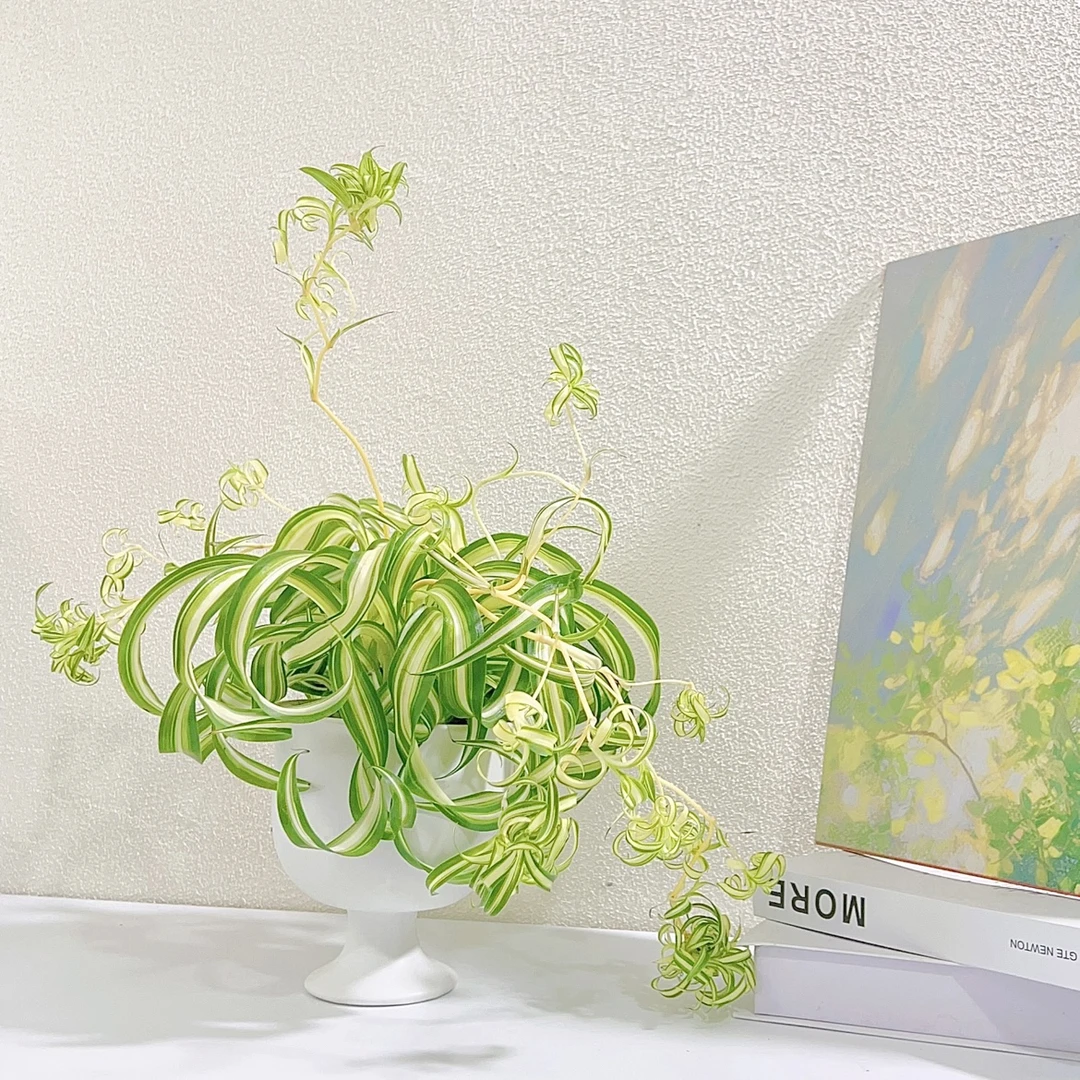 卷叶吊兰法国女郎金心吊兰卷叶吊兰网红阳台室内植物好养活的绿植