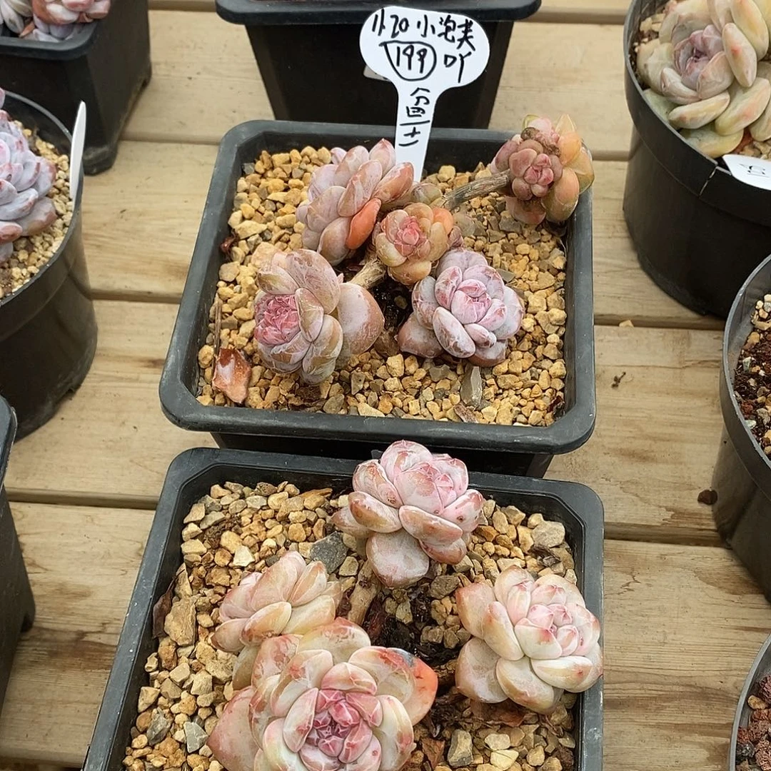 小***芙两个组合128个78个