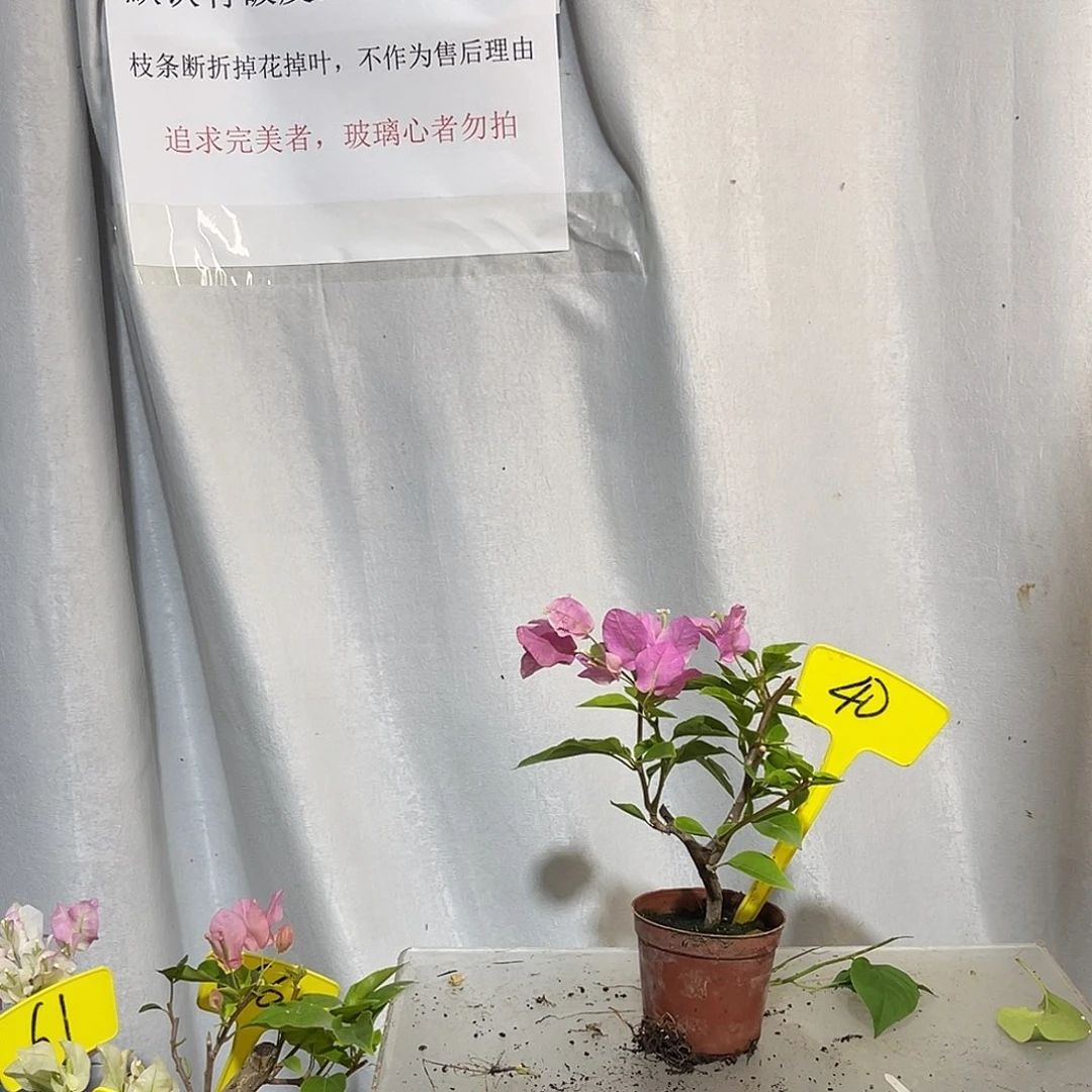 当前无花栽培后可以开花40掌中宝章红樱