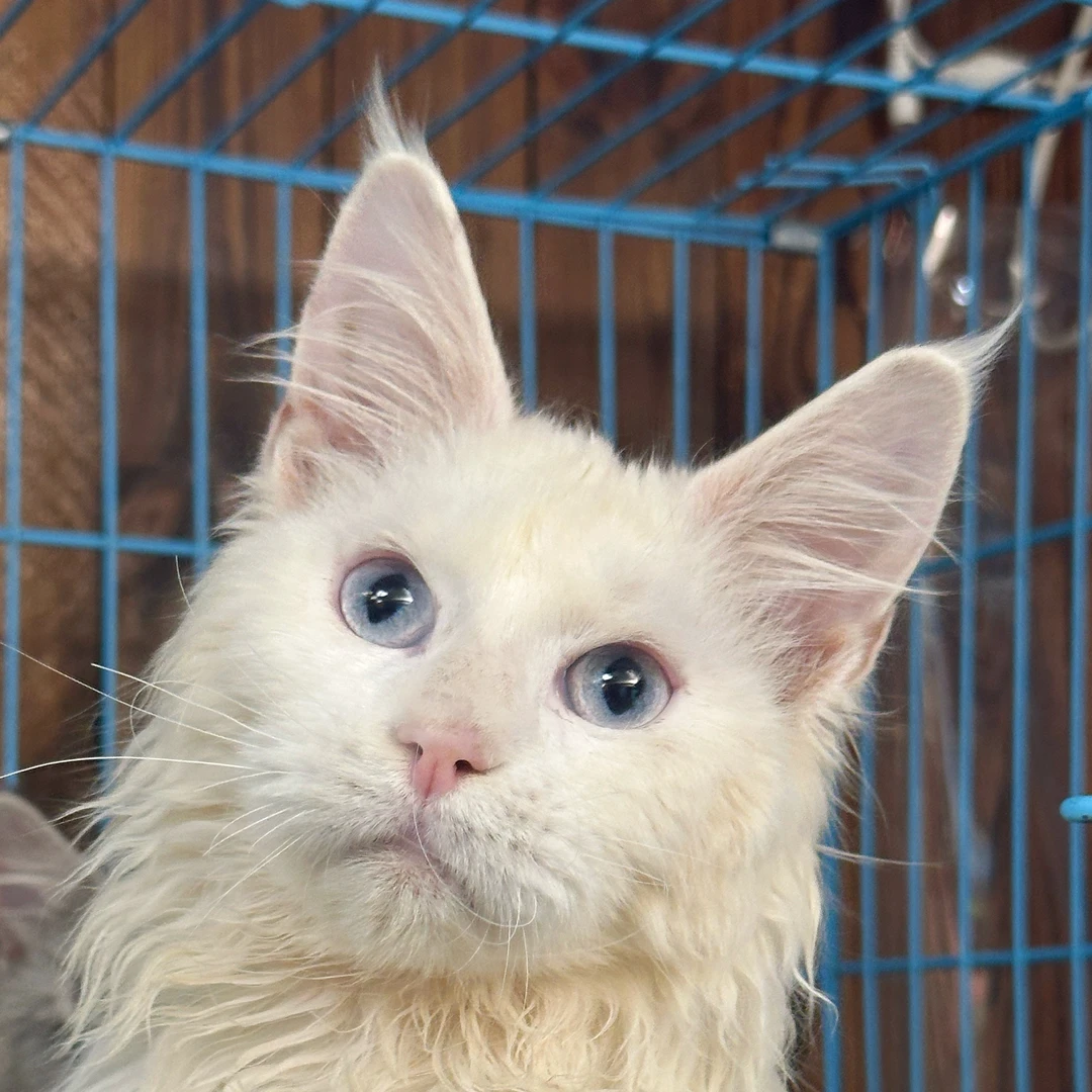 来了姊妹-纯白蓝眼缅因猫-弟弟-76