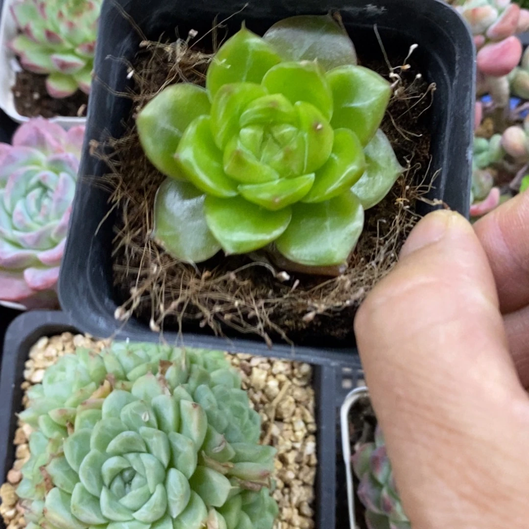 精品多肉一物一拍不包整36