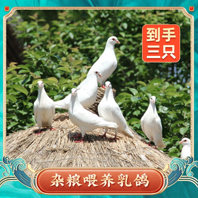到手3只乳鸽 农家现杀新鲜土鸽子3只 350g/只 顺丰