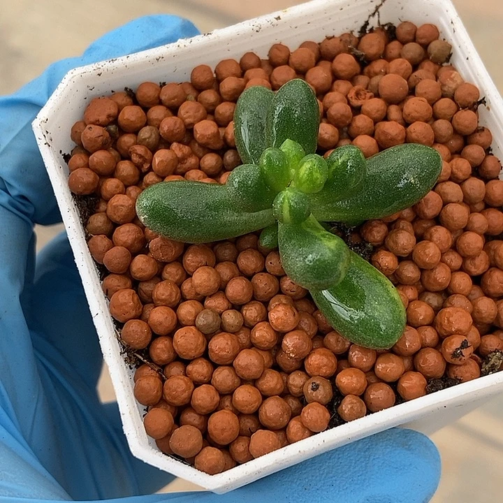 D***g绿龟之卵锦多肉植物