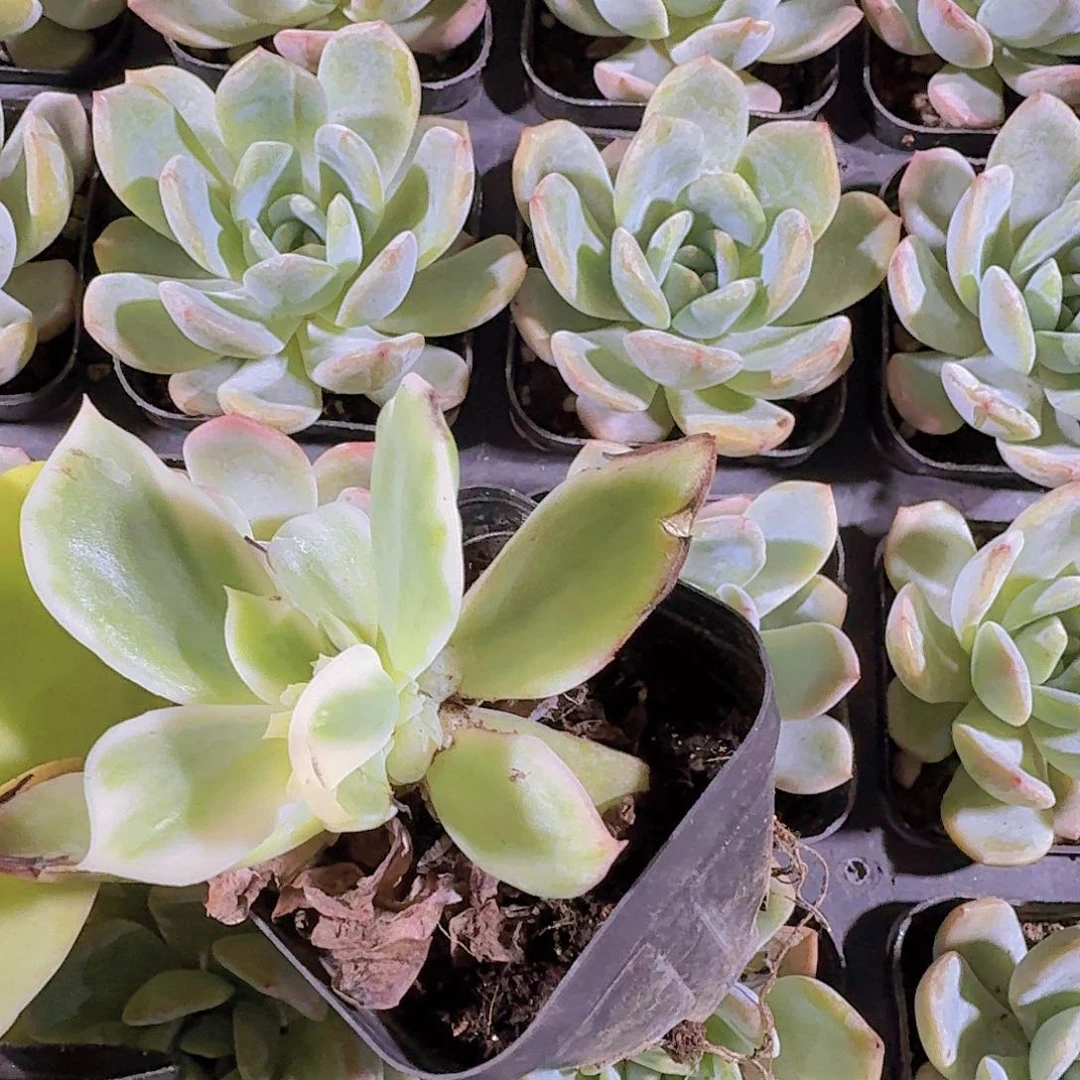 精品蝴蝶锦多肉植物