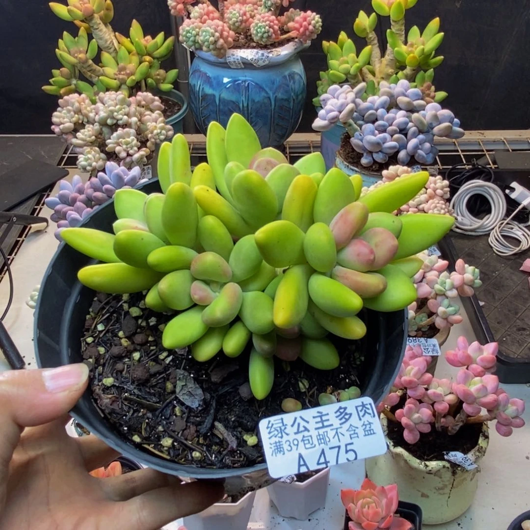 475芒果奶多肉10cm