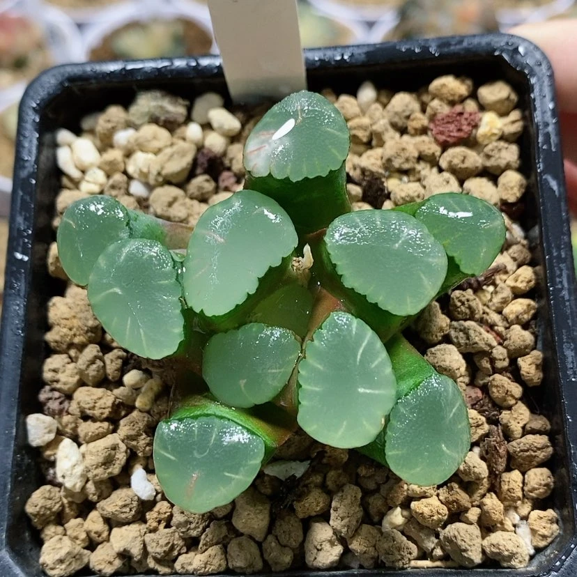 【闪购商品】114红月亮万象